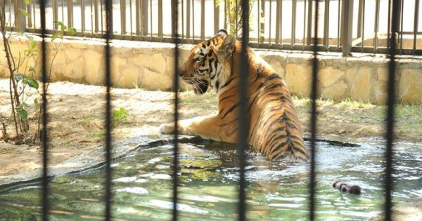 Zooparkdakı təmirə görə heyvanlar bu ərazidə saxlanılır