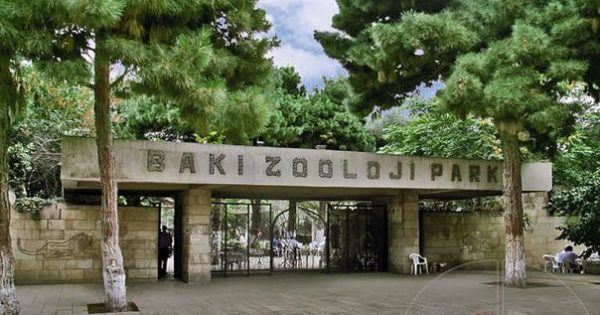 Bakı zooparkı yeni görkəmdə – macəra körpüsü, heyvanlar təbiətdə…