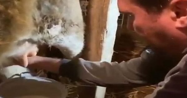 Nadir Qafarzadə inək sağır, qatıq çalır…