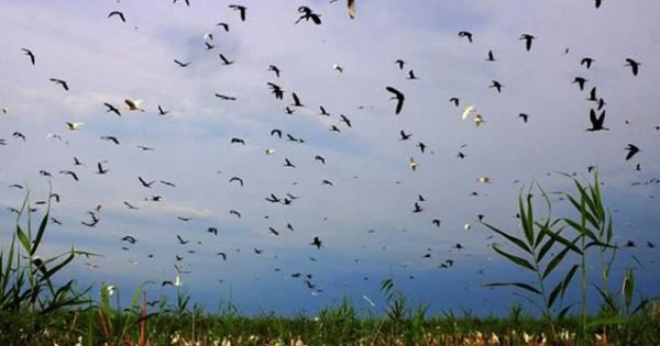 “Ağgöl və Göygöl milli parklarına raket mərmiləri düşüb”- Nazirlik