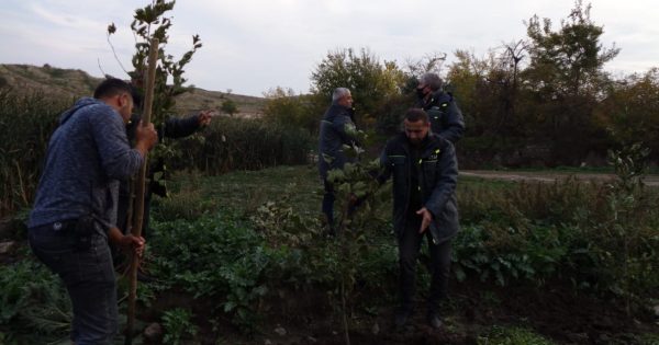 Füzulinin azad olunmuş Qarğabazar kəndində Şərq çinarları əkildi – Fotolar