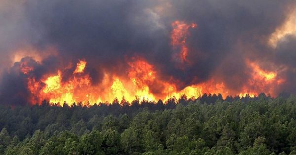 Ermənilərin Şuşada meşələri yandırması ilə bağlı cinayət işi başlanıldı