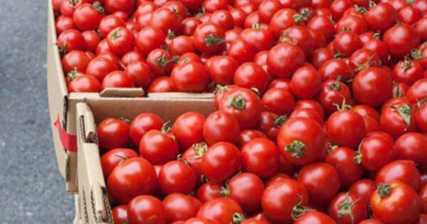 image-pomidor