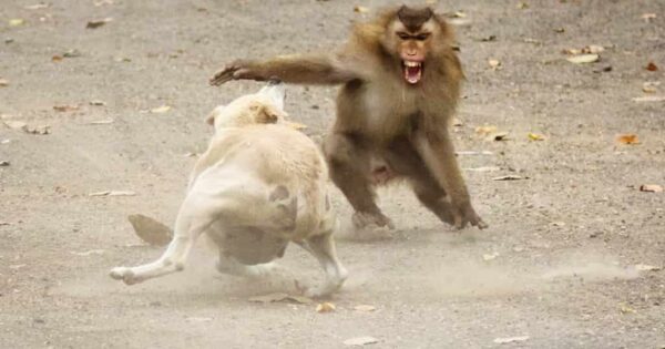 image-1639858977_monkey