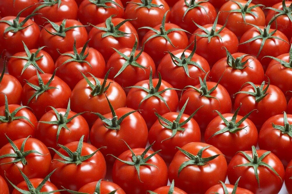 1000 семян томатов