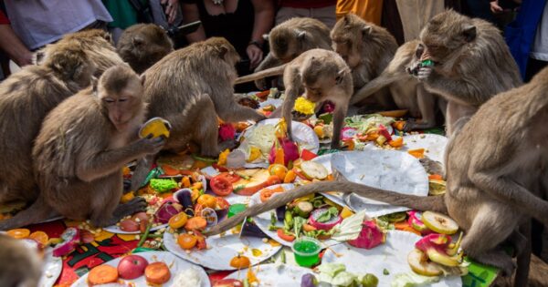 image-lopburi-holds-monkey-festival