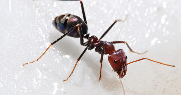 image-960px-meat_eater_ant_feeding_on_honey02
