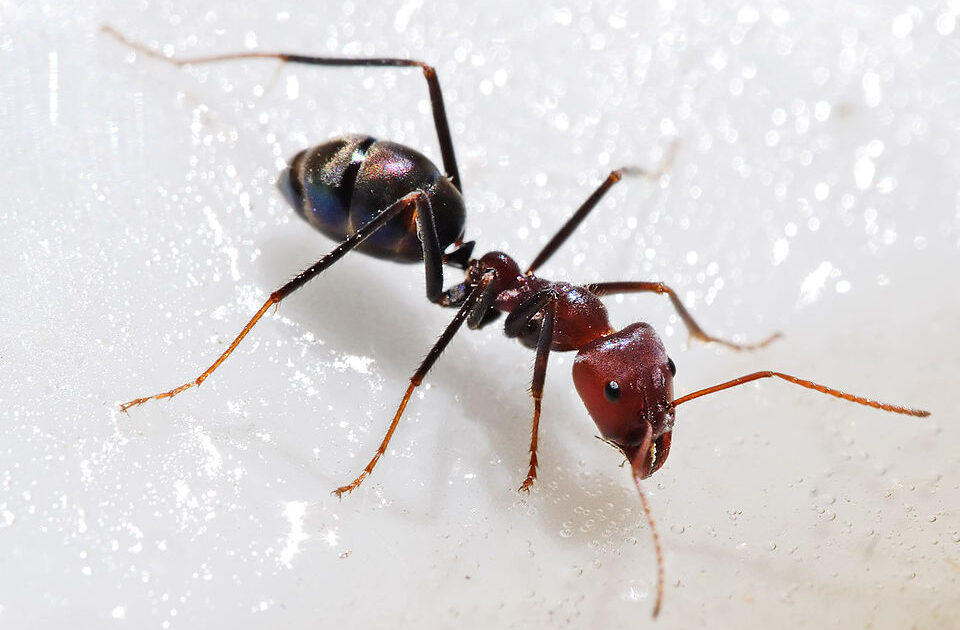 image-960px-meat_eater_ant_feeding_on_honey02