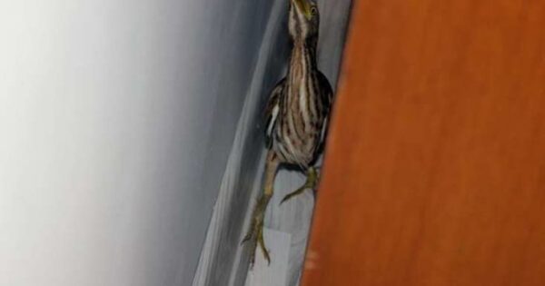 image-img_4311