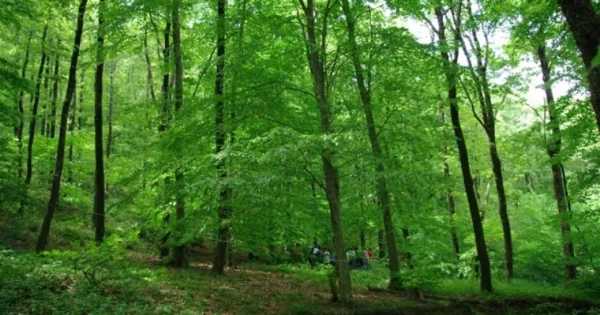 Dəhşətli yanğın: 10 hektar ərazi YANIR 5 image-yanginseki