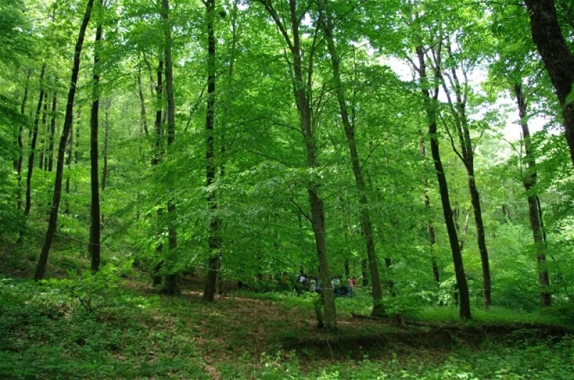 Dəhşətli yanğın: 10 hektar ərazi YANIR 1 image-yanginseki